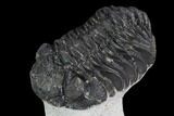 Bargain, Morocops Trilobite - Visible Eye Facets #92329-2